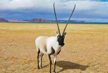 【赠氧气】可可西里+昆仑山口+玉珠峰+无极龙凤宫一日游【纯玩无购物，包车游玩更自由】