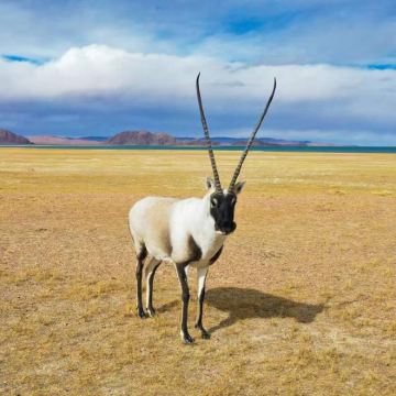 春节每天发【赠氧气】索南达杰+可可西里+昆仑山+玉珠峰一日游