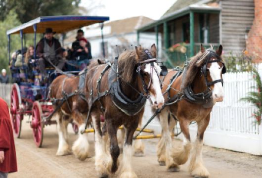墨尔本疏芬山+酒庄一日游【含地下矿车/淘金镇主题乐园】【专业中文服务，“零”语言障碍，方便舒适】