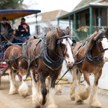 墨尔本疏芬山+酒庄一日游【含地下矿车/淘金镇主题乐园】