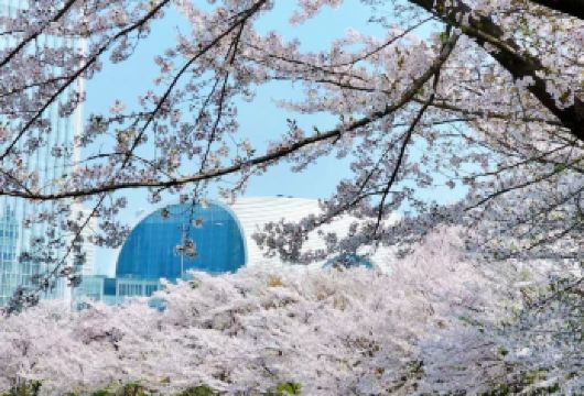 首尔春日限定赏樱一日游｜赏樱+景福宫+青瓦台+韩屋村+南山塔【品质出游】