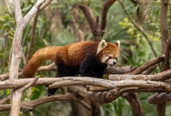 南京红山动物园+天文台+夫子庙一日研学含门票、含麦、赠周边【[原创课程]深度原创课程，独创知识体系，让知识活灵活现，真正学有所得】