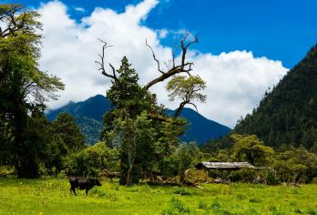 森林氧吧南伊沟纯玩小团一日游丨可搭大峡谷丨林芝市区接送【西藏的原始森林，在这里开启醉氧模式】