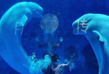 海合安天津极地海洋公园一日游【天津极地海洋公园纯玩一日】【天津极地海洋世界由：（海底隧道展区、白鲸展区、鲸鲨展区、珊瑚展区、水母展区、儿童互动区、海洋欢乐剧场】