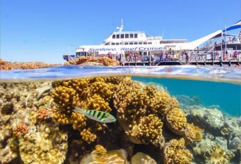 凯恩斯摩尔礁大堡礁一日游【可选太阳恋人/梦幻丽礁/大冒险号】【[太阳恋人号]拥有摩尔礁上规模庞大的固定水上平台，设施齐全。提供多种自费项目起点（如直升机、深潜），】