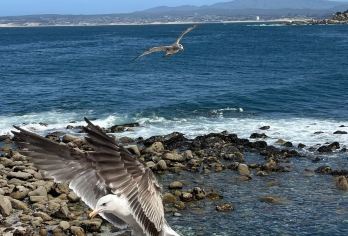 美国旧金山-1号公路蒙特雷-赫氏古堡-丹麦村-洛杉矶止-精选【专属客服和本地中文司机，一家一团包车】
