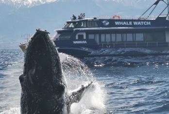 新西兰凯库拉观鲸游船一日游【观鲸/海钓可自由选择+每天发团】【10人拼车小团，当地专业中文司导】