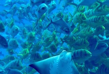 亚特兰蒂斯水世界+水族馆一日游【水世界天花板】
