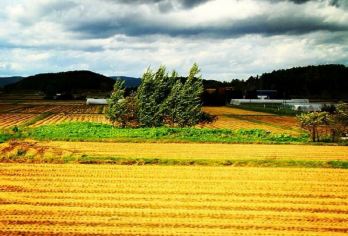 日本北海道+旭川动物园+旭山寺一日游/行程可调-可定制多日【包车一日游，解锁旅行新方式！独立车辆配备经验丰富的老司机，为您量身打造专属行程。】