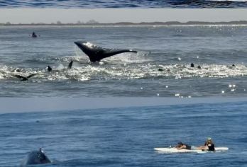美国旧金山周边蒙特雷半岛+十七里湾+卡梅尔小镇【精品一日游】【经验丰富华人老司机带您玩转经典行程】