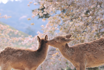 【可选赠接送·多团型】关西一日游·京都奈良+伏见稻荷+清水寺【打卡京都小众旅游景点，深度体验厚重人文历史】