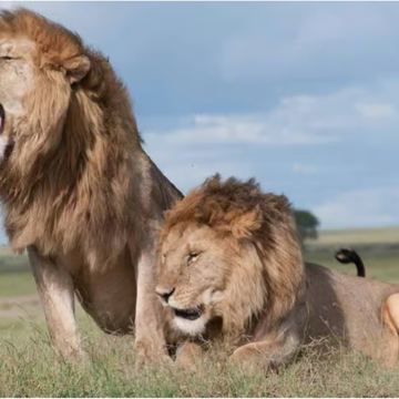 肯尼亚内罗毕国家公园之旅 大象孤儿院/长颈鹿中心/1人起订