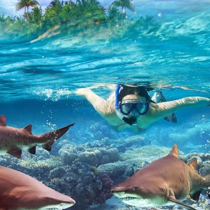 斐济夸塔岛鲨鱼潜一日游Kuata无证浮潜体验深潜持证深潜观鲨