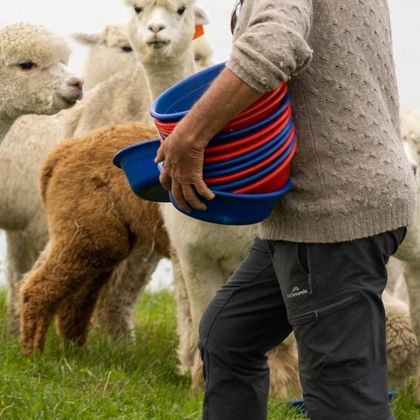 新西兰基督城莎玛拉羊驼牧场一日游