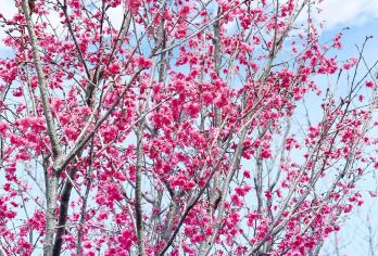 深圳博物馆+中英街+仙湖植物园+大梅沙海滨公园一日活动@私家团【仙湖植物园｜闯入深圳的“绿野仙踪”秘境｜深圳大梅沙｜夏日一定要去的“东方夏威夷”】