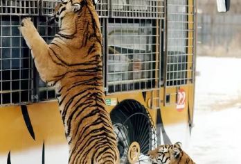 731 虎园 巴洛克 一日活动【含预约门票 虎园惊险车】