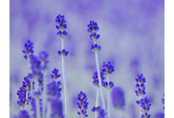 日本北海道-札幌往返-美瑛-富良野-旭川-红叶/冬季必打卡【专业行程定制，精选热门景点，高效游玩不走回头路，贴心服务保障，轻松】