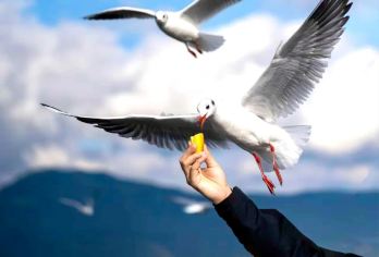 【2-8人纯玩拼小团】昆明冬季限定观海鸥+野趣挖松露一日游【2-8人小团，拒绝拥挤！人均活动空间充足，无论是观鸥还是挖松露互动都能享更私密、不敢节奏的游玩体验】