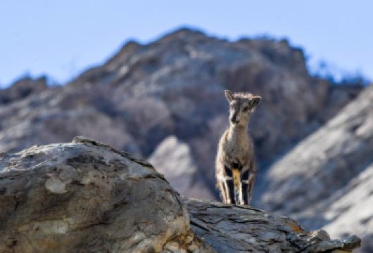 银川宁夏贺兰山国家森林公园+贺兰山岩画【私家团车费/两人起】【[亮点一]当地专业司机兼向导服务，上门接送，行程可以自由选，方便你的决定】
