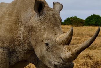 津巴布韦&布拉瓦约【包车一日游】千年巨石谜城与荒野巨兽守护者【专属包车服务，免除您凌晨拼车、长时间等待的困扰[全境包车]】
