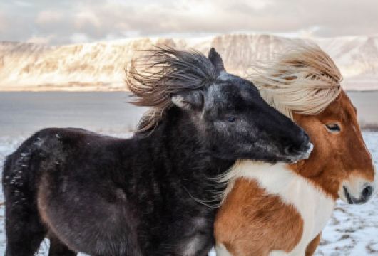 冰岛黄金圈经典线一日游|可选增加出海观鲸或冰岛马骑行【黄金圈经典环线，打卡3大地标景点！】