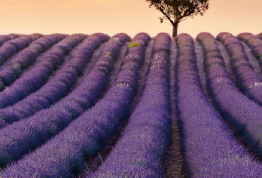 法国尼斯-陶瓷小镇-韦尔东峡谷瓦伦索勒【中文专车-惬意舒适】【中文专车出行，行程自己定义，无需等待，专属贴心服务，尽享惬意旅程】