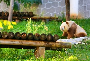 秦岭四宝科学公园一日游【七仔专线（真纯玩）9点出发自然醒】【1.九点出发，睡到自然醒 心情好 让旅程玩的更开心!放松!更有机会结识很多优秀的小伙伴】