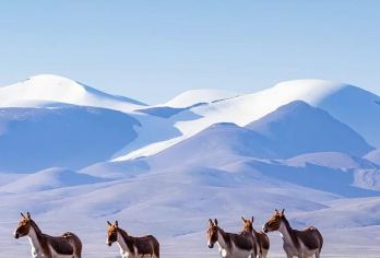 可可西里自然保护区一日游【包车游】【拒绝早起/精选线路/深度体验/创新法/消费透明】