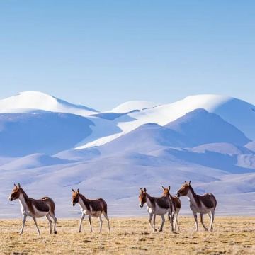 《生命树》精选路线·可可西里自然保护区一日游【包车游】
