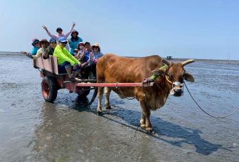 台中彰化｜芳苑海牛 &八卦山风景区 &玻璃博物馆一日游【深入体验在地「海牛采蚵」文化】