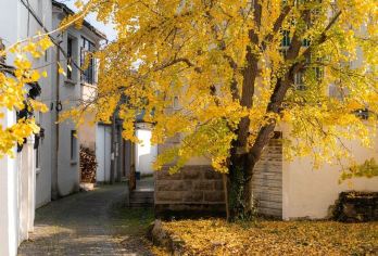 上海往返 苏州小镰仓西山东山赏秋一日游【专车接送/行程可定制】