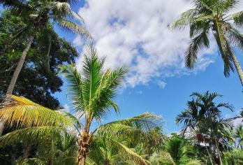 中国科学院西双版纳热带植物园+西双版纳傣族园包车一日游【不用拼车，专享包车自由出行!】