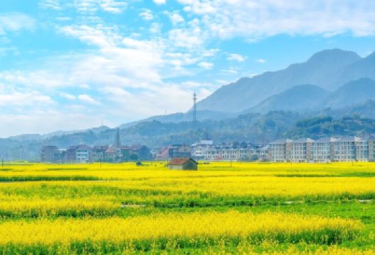 韶关新丰樱花峪+秀田古树油菜花海一日游【包车游上门接送】【私家旅行：一单一团，不拼客，享专属旅行；品质服务：车上门接送，专职司机护航】