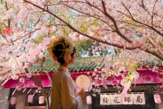 樱花季丨黄鹤楼+东湖+湖北省博+武大+赠轮渡（可选小团）【高选择经典线路：涵盖多精华景点黄鹤楼、湖北省博物馆、武汉大学、东湖景区、武汉长江大桥】