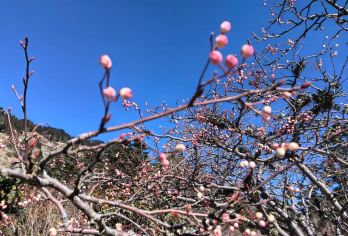 西昌到螺髻山景区直通车【往返】【景区直达，无需转车】