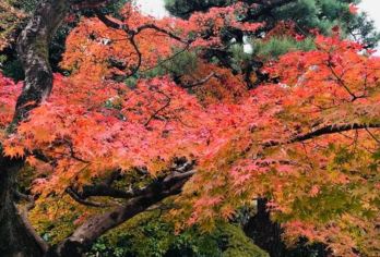 日本京都-琉璃光院-三千院-岚山-包车-热门景点一网打尽【专业行程定制，精选热门景点，高效游玩不走回头路，贴心服务保障，轻松】