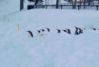 日本札幌往返旭山动物园富良野/可小樽登别北海道多日包车-精选【包车一日游，解锁旅行新方式！独立车辆配备经验丰富的老司机，为您量身打造专属行程。】