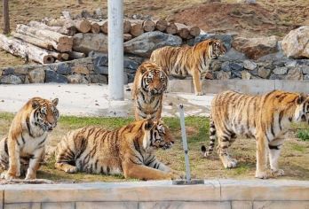 南京金牛湖野生动物王国+六合恋山坝上草原一日游【全程包车 专属服务】