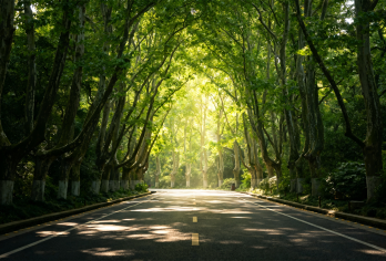 南京总统府+中山陵+美龄宫+梧桐大道一日活动【串联六大核心！一日尽览民国底蕴与江景】