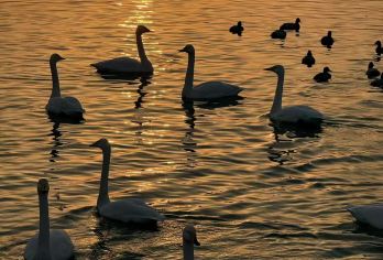 三门峡天鹅湖湿地公园、潼关古城一日游【观万只白天鹅翩跹，乘“天鹅号”游轮揽黄河壮景，亲子乐园享自然野趣。】