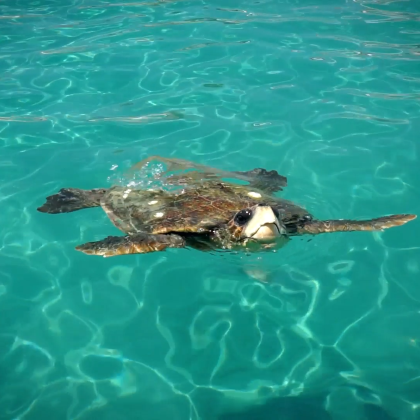 扎金索斯小团体海龟观赏船游 – 马拉松西岛、Keri Caves与Cameo Island