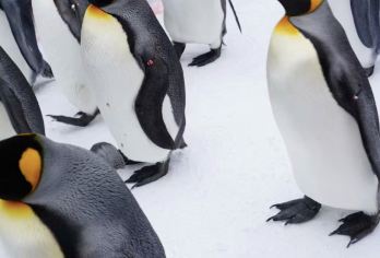 日本札幌往返美瑛青池富良野/可小樽登别北海道多日包车-精选【包车一日游，解锁旅行新方式！独立车辆配备经验丰富的老司机，为您量身打造专属行程。】