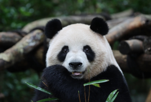 2-8人团一口价◆熊猫基地三星堆◆含门票接送◆3H精讲一日游【真纯玩全程无临时收费！含门票、三环内接送、讲解全配套，无演出购物套路耳麦免费用，门票享原价优惠】