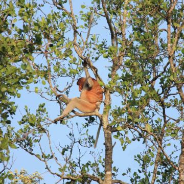 沙巴海龟苑红树林半日游 | 长鼻猴 | 萤火虫 | 一步沙滩