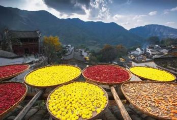 婺源篁岭+月亮湾一日游景德镇发团酒店上门接纯玩【精选婺源网红景点篁岭梯田晒秋人家】