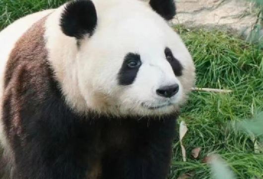 秦岭野生动物园+周至水街烟火巷子包车一日游【包车出行更欢乐】【一天玩出两种浪漫，上午看动物萌宠，下午看演出，与NPC互动，品休闲烟火人间】