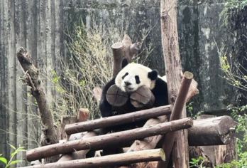 成都一日游（接机+市内景点+送站）【可选英文导游|专车接送|行程可调|可定制行程】
