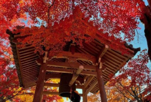 日本京都/贵船神社/三千院/岚山巍峨野小火车-红叶巡礼红叶季【专业行程定制，精选热门景点，高效游玩不走回头路，贴心服务保障，轻松】
