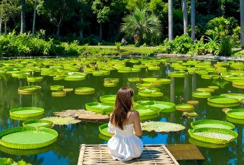 中科院热带植物园+傣族园一日游·平台精选丨纯玩无购物【[版纳故事官]带咱们边看边听，深度游玩！让雨林的美景养眼，让尘封的故事入味，一次旅行，收获双重享受。】