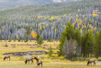 美国丹佛：洛矶山国家公园-中文专车一日游-酒店上门接送【舒适商务座驾，严格控制团队人数，确保旅程拥有充裕的观光与休憩时间。】